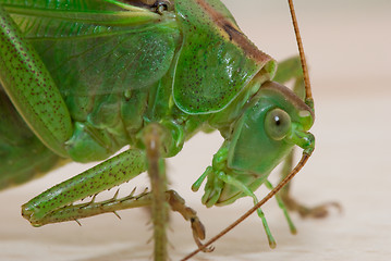 Image showing Ready for jump