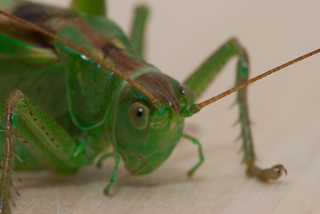 Image showing Grasshopper  portrait 