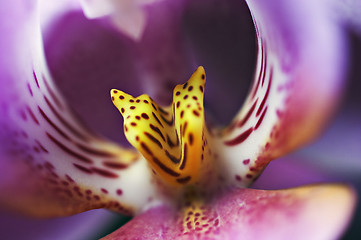 Image showing Orchid closeup