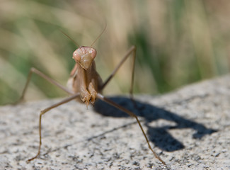 Image showing Mantis against rock and green background