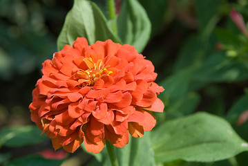 Image showing red flower