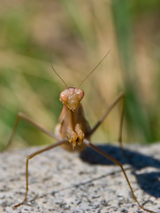 Image showing A portrait of a brown mantis