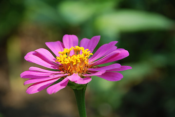 Image showing Velvet flower