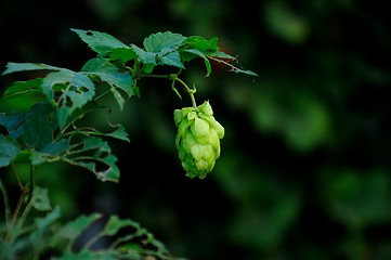 Image showing Hop cones 