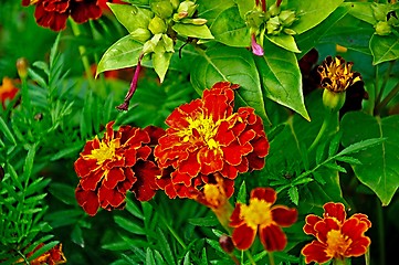 Image showing tagetes flower