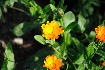 Image showing calendula flowers