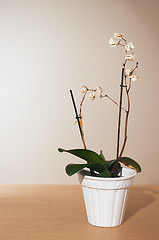 Image showing Dead orchid