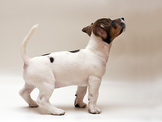 Image showing Jack russell terrier puppy