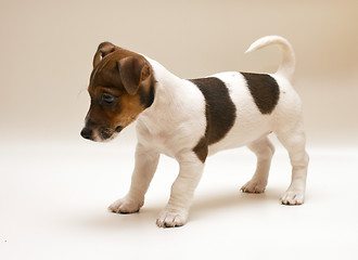 Image showing Jack russell terrier puppy