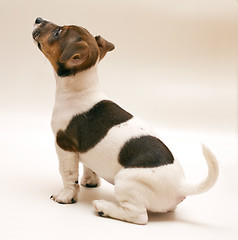 Image showing Jack russell terrier puppy