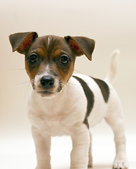 Image showing Jack russell terrier puppy