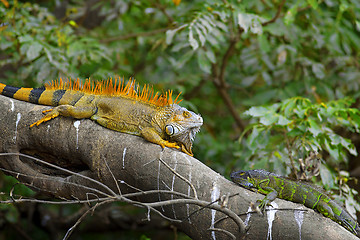 Image showing Green Iguana mating game