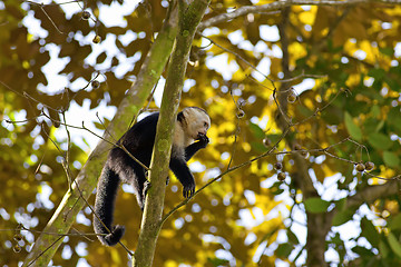 Image showing White faced Capuchin