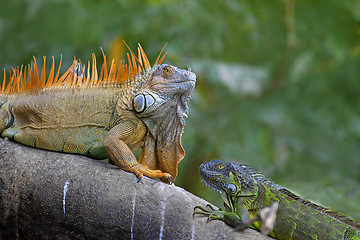 Image showing Green Iguana mating game