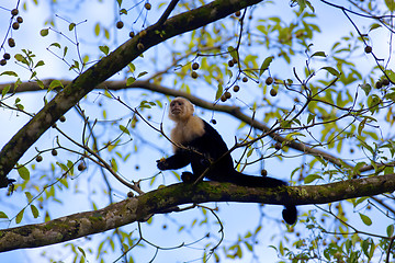 Image showing White faced Capuchin