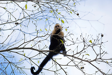 Image showing White faced Capuchin