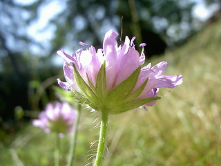 Image showing liliac flower