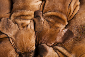 Image showing Baby dogs