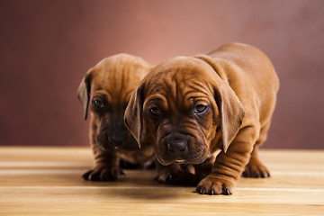 Image showing Baby dogs