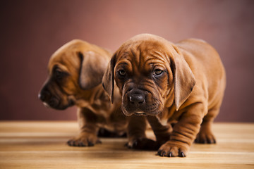 Image showing Baby dogs