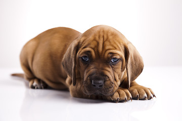 Image showing Puppy