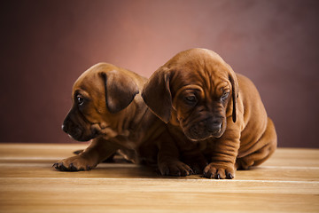 Image showing Puppies amstaff,dachshund