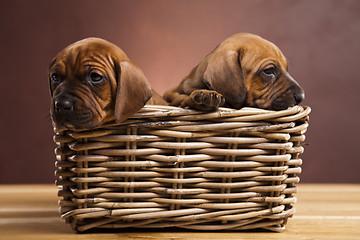 Image showing Puppies, wicker basket 