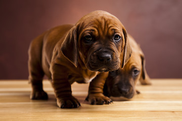 Image showing Puppies amstaff,dachshund