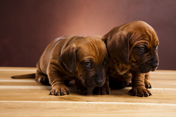 Image showing Puppies amstaff,dachshund