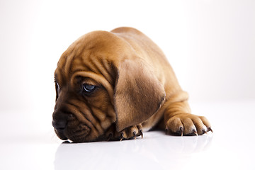 Image showing Baby dog