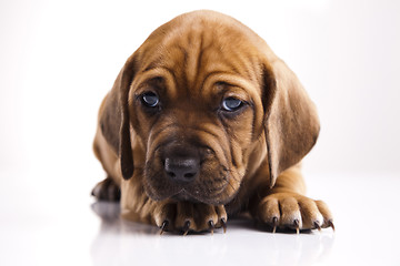 Image showing Puppy