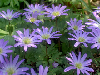 Image showing wood anemone