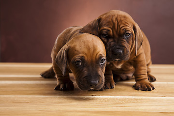 Image showing Puppies amstaff,dachshund