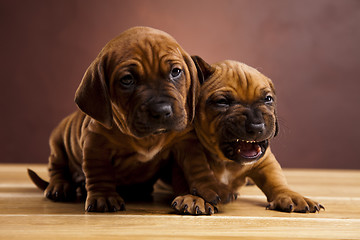 Image showing Baby dogs