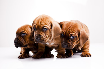 Image showing Puppies amstaff,dachshund
