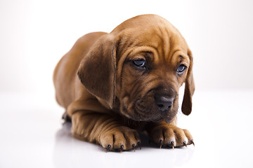 Image showing Baby dog