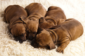 Image showing Sleepy Puppy