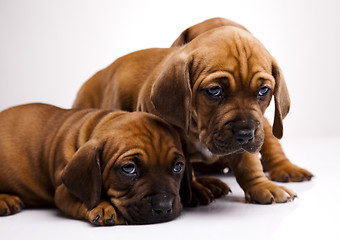 Image showing Puppies amstaff,dachshund