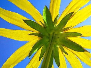 Image showing yellow flower