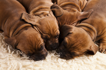 Image showing Sleepy Puppy