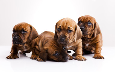 Image showing Puppies amstaff,dachshund