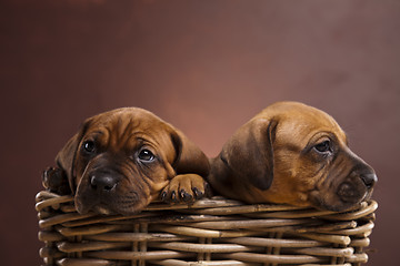 Image showing Puppies, wicker basket 