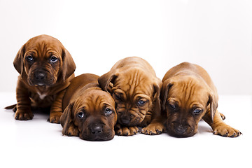 Image showing Puppies amstaff,dachshund