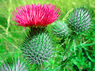 Image showing thistle