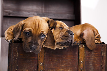 Image showing Sleepy Puppy