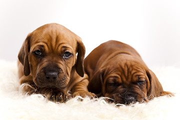 Image showing Sleepy Puppy