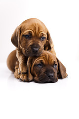 Image showing Baby dogs