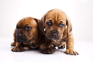 Image showing Baby dogs