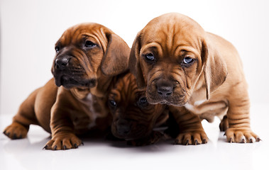 Image showing Puppies amstaff,dachshund