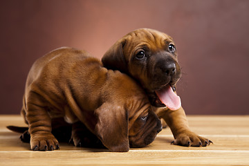 Image showing Puppies amstaff,dachshund